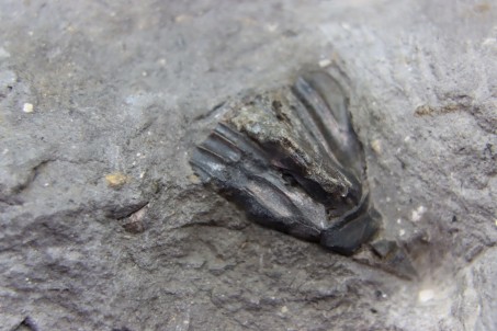 Rhabdodon priscus - cretaceous - France