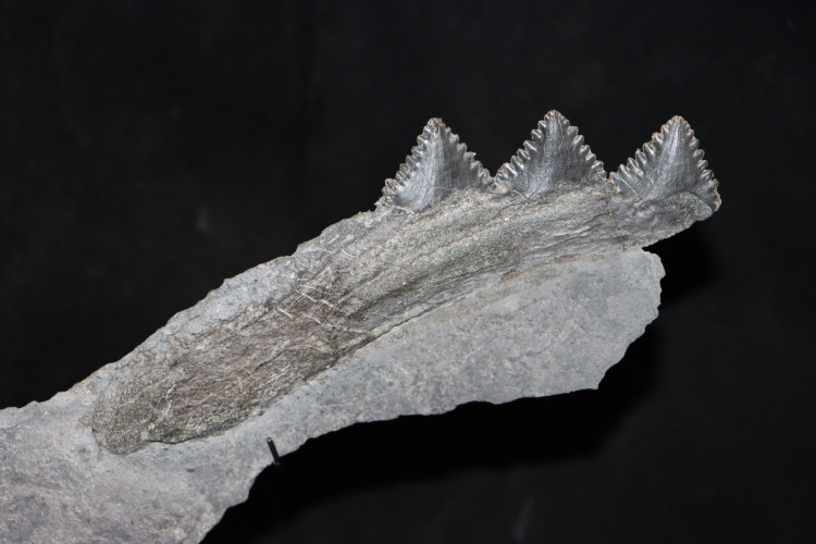 Shark jaw Edestus Heinrichi - pennsylvannian - Sparta, Illinois, USA