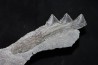 Shark jaw Edestus Heinrichi - pennsylvannian - Sparta, Illinois, USA