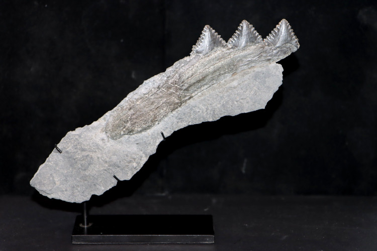 Shark jaw Edestus Heinrichi - pennsylvannian - Sparta, Illinois, USA