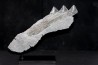 Shark jaw Edestus Heinrichi - pennsylvannian - Sparta, Illinois, USA