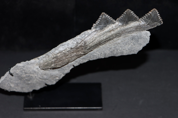 Shark jaw Edestus Heinrichi - pennsylvannian - Sparta, Illinois, USA