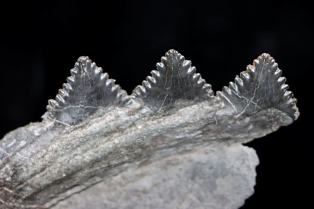 Shark jaw Edestus Heinrichi - pennsylvannian - Sparta, Illinois, USA