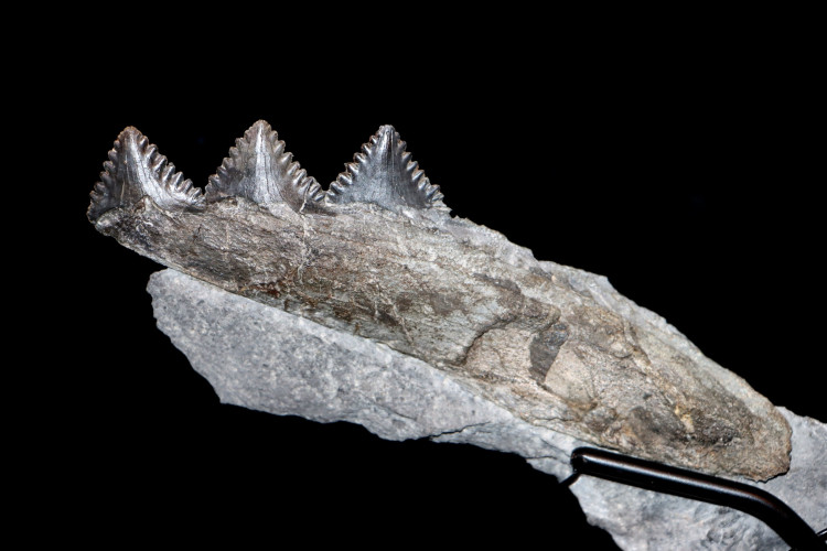 Shark jaw Edestus Heinrichi - pennsylvannian - Sparta, Illinois, USA