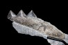 Shark jaw Edestus Heinrichi - pennsylvannian - Sparta, Illinois, USA
