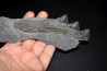 Shark jaw Edestus Heinrichi - pennsylvannian - Sparta, Illinois, USA