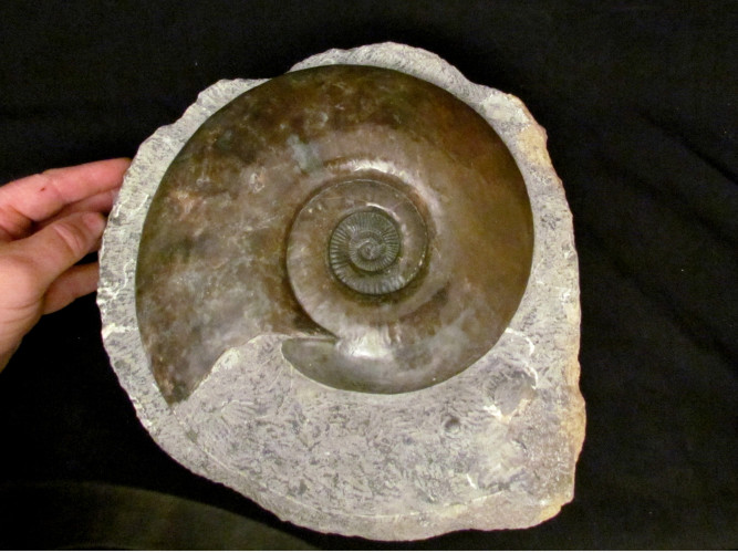 Schlotheimia similis - Hettangian - France