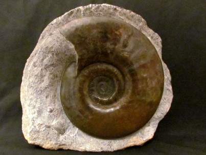 Schlotheimia similis - Hettangian - France