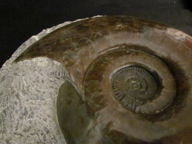 Schlotheimia similis - Hettangian - France