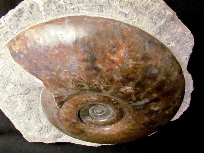 Schlotheimia similis - Hettangian - France