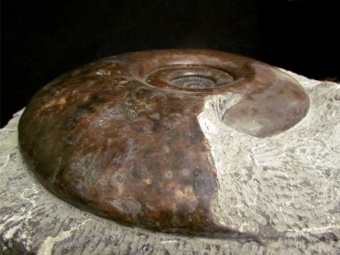 Schlotheimia similis - Hettangian - France