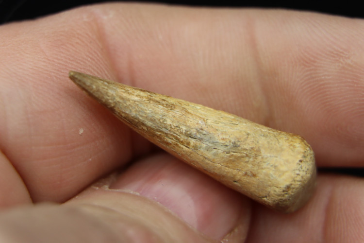 Real T-rex claw - Hell Creek fmt - S. Dakota, USA