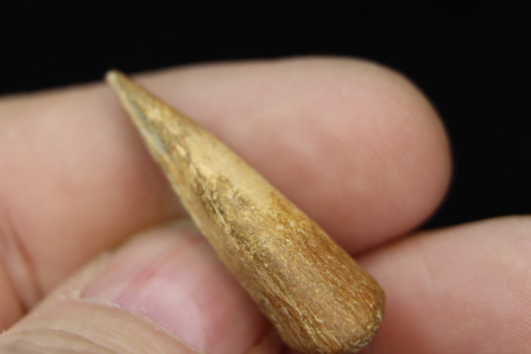 Real T-rex claw - Hell Creek fmt - S. Dakota, USA