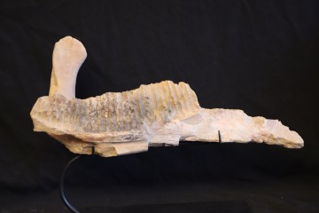 Edmontosaurus annectens jaw...