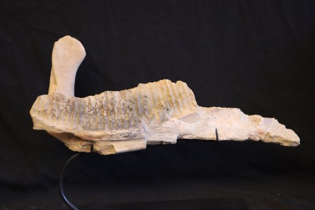 Edmontosaurus annectens jaw - Hell Creek fmt - S. Dakota, USA