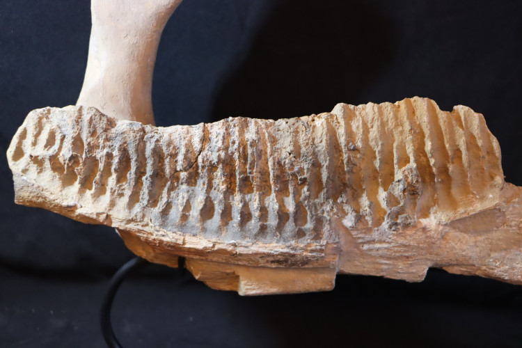 Edmontosaurus annectens jaw - Hell Creek fmt - S. Dakota, USA