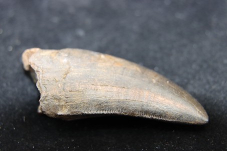 T-Rex tooth - Hell Creek fmt, S. Dakota, USA