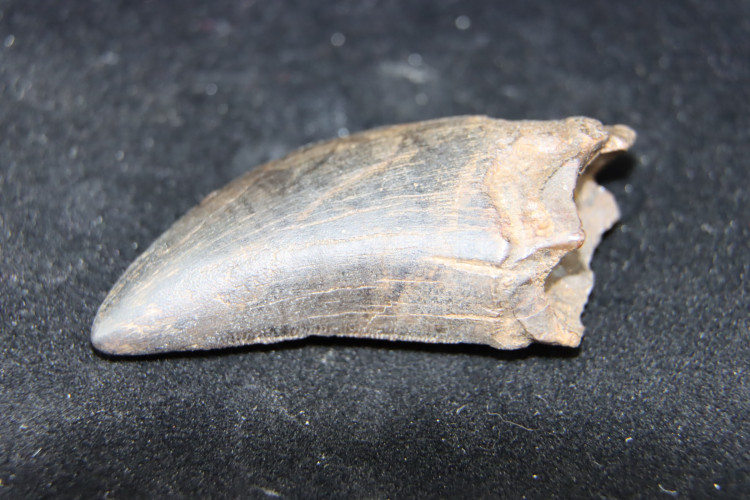 T-Rex tooth - Hell Creek fmt, S. Dakota, USA