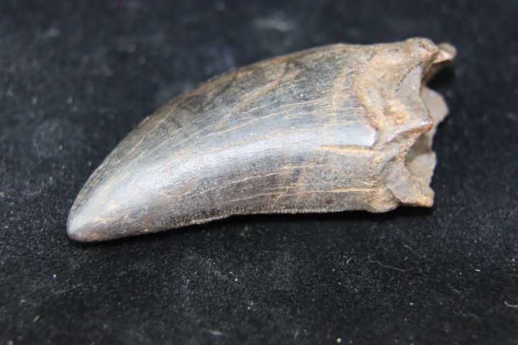T-Rex tooth - Hell Creek fmt, S. Dakota, USA