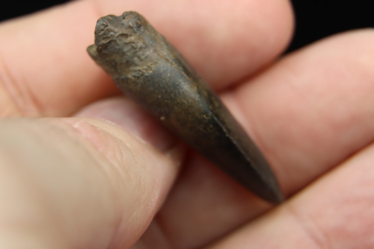 T-Rex tooth - Hell Creek fmt, S. Dakota, USA