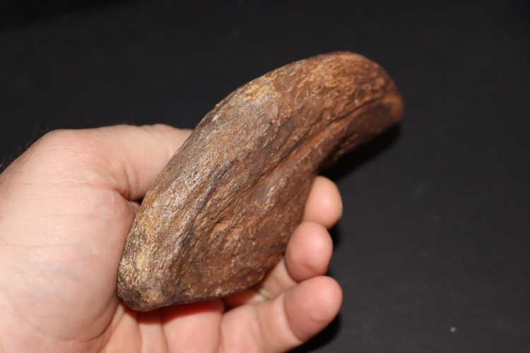Camarasaurus claw - jurassic - South Dakota, USA