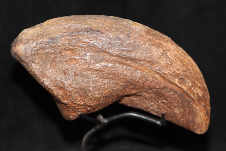 Camarasaurus claw - jurassic - South Dakota, USA
