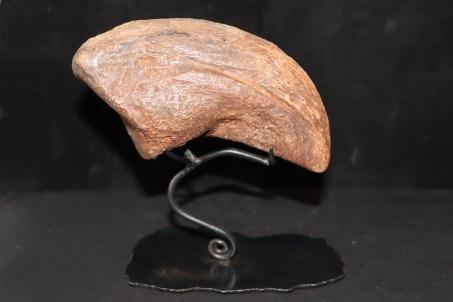 Camarasaurus claw - jurassic - South Dakota, USA