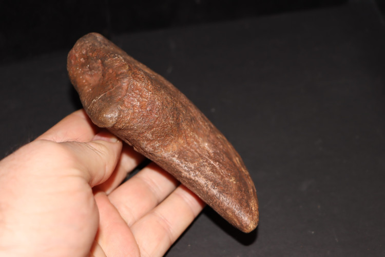 Camarasaurus claw - jurassic - South Dakota, USA