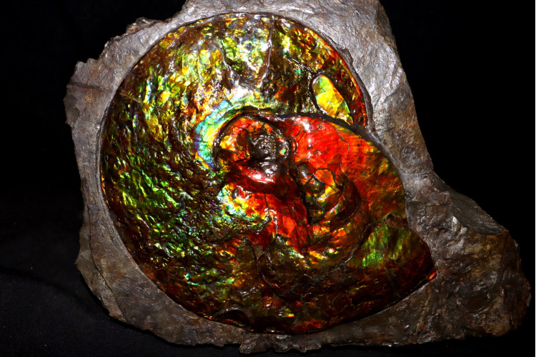 Placenticeras ammolite - Bearpaw Shale fmt, Alberta, Canada.