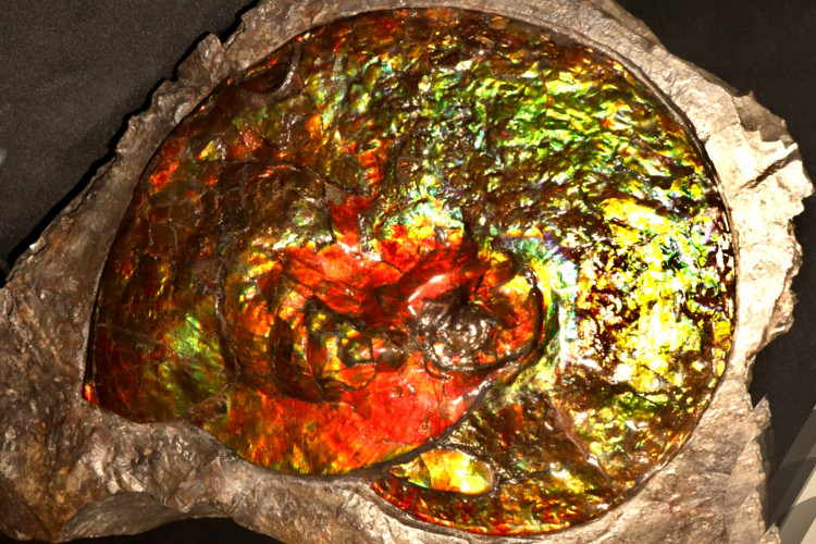 Placenticeras ammolite - Bearpaw Shale fmt, Alberta, Canada.