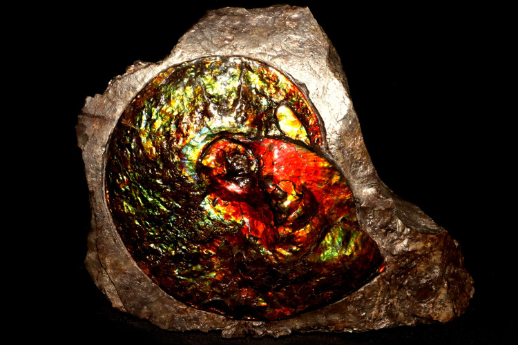 Placenticeras ammolite - Bearpaw Shale fmt, Alberta, Canada.