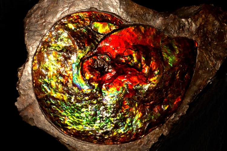 Placenticeras ammolite - Bearpaw Shale fmt, Alberta, Canada.