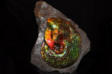 Placenticeras ammolite - Bearpaw Shale fmt, Alberta, Canada.