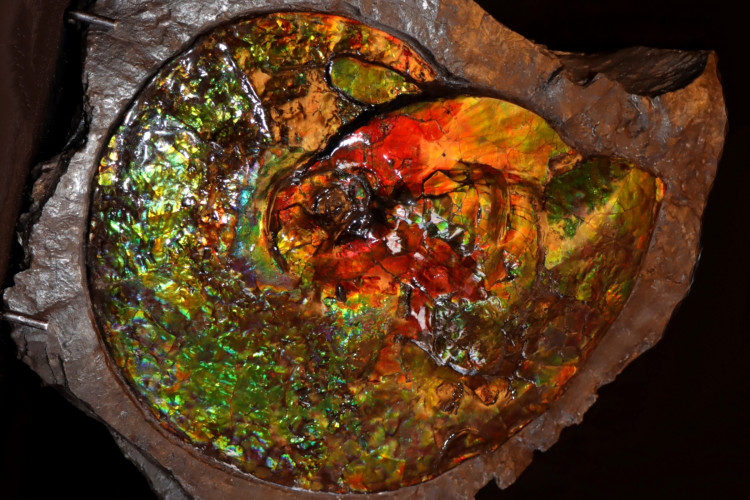 Placenticeras ammolite - Bearpaw Shale fmt, Alberta, Canada.