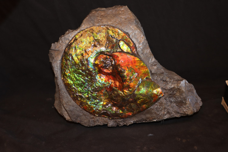 Placenticeras ammolite - Bearpaw Shale fmt, Alberta, Canada.