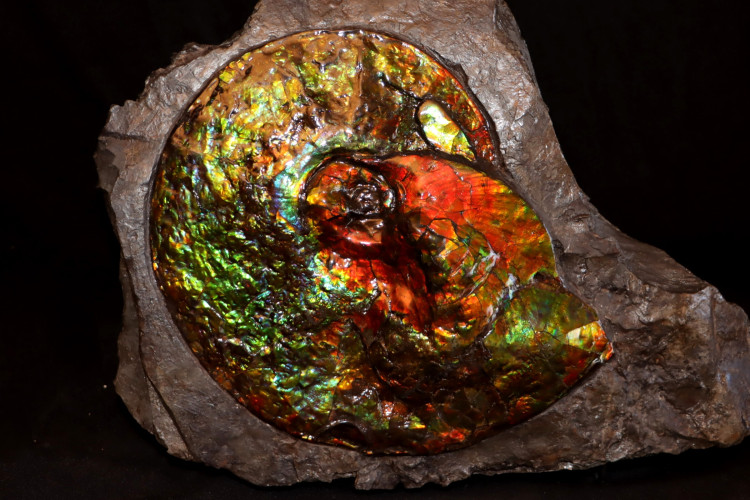 Placenticeras ammolite - Bearpaw Shale fmt, Alberta, Canada.