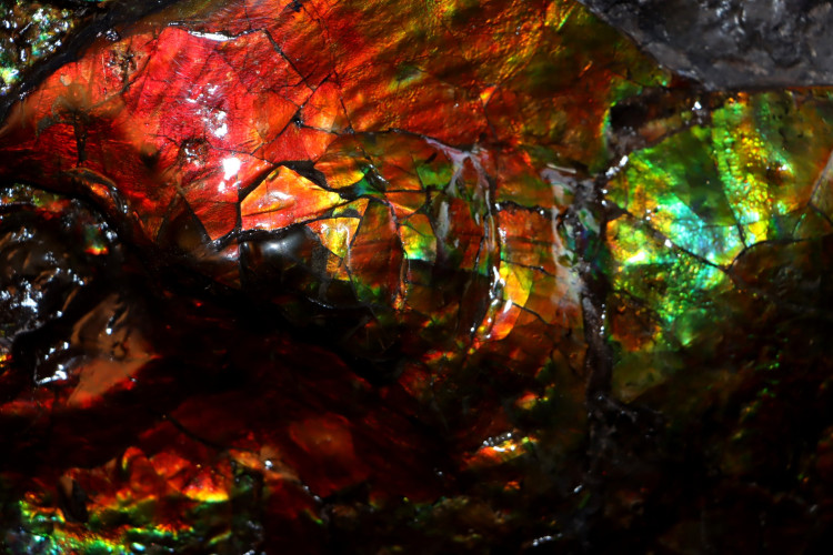 Placenticeras ammolite - Bearpaw Shale fmt, Alberta, Canada.