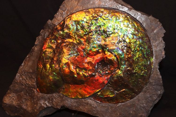 Placenticeras ammolite - Bearpaw Shale fmt, Alberta, Canada.