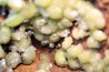 Rare adamite geode - Santa eulalia, Mexico