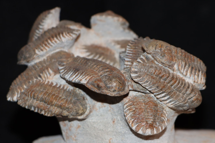 Association of 18 Eccoptochiles sp. - ordovician - Battou area, Morocco