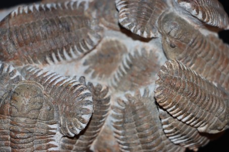 Association of 18 Eccoptochiles sp. - ordovician - Battou area, Morocco