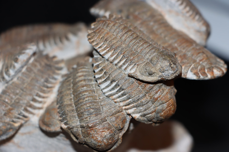 Association of 18 Eccoptochiles sp. - ordovician - Battou area, Morocco