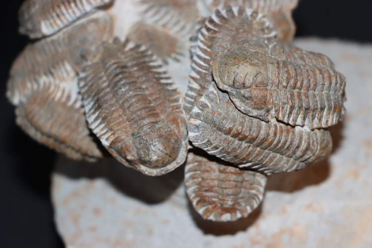 Association of 18 Eccoptochiles sp. - ordovician - Battou area, Morocco