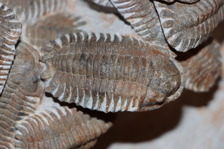 Association of 18 Eccoptochiles sp. - ordovician - Battou area, Morocco