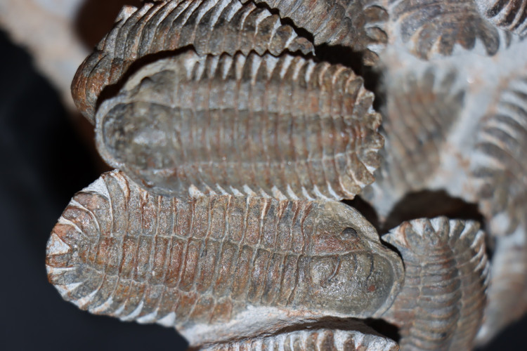 Association of 18 Eccoptochiles sp. - ordovician - Battou area, Morocco