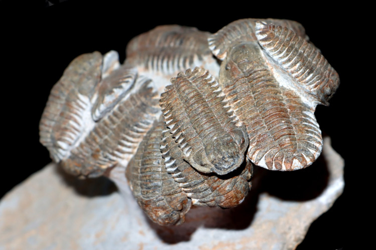 Association of 18 Eccoptochiles sp. - ordovician - Battou area, Morocco