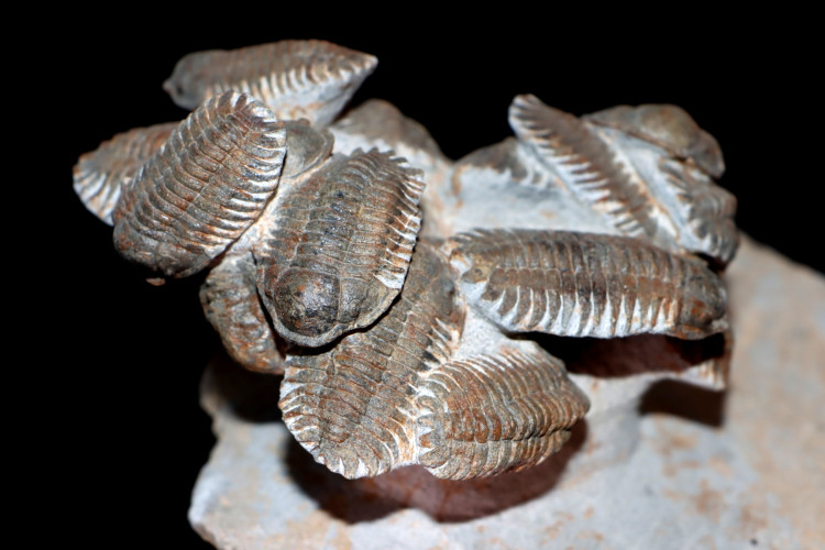 Association of 18 Eccoptochiles sp. - ordovician - Battou area, Morocco