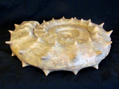 Large Collotia oxyptychoides - callovian - France