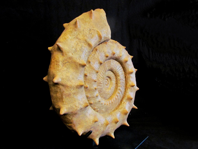 Large Collotia oxyptychoides - callovian - France