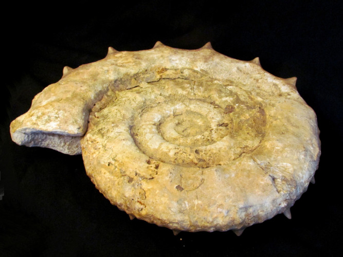 Large Collotia oxyptychoides - callovian - France